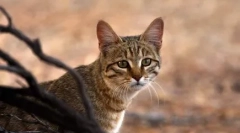 20 Érdekes tények a macskákról