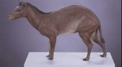 20 Érdekes tények a lovakról