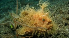 20 Furcsa állat a világ minden tájáról