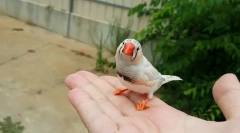 3 Legjobb baromfi a baba számára