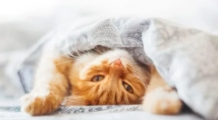 4 Ok, amiért a macska a takaró alatt rejtőzik