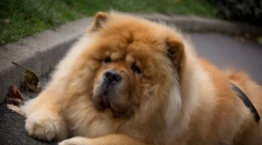 4 Probléma a chow chow oktatásában, amely nem lesz képes kiküszöbölni