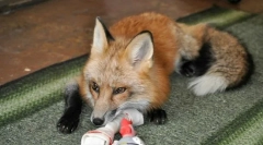 5 Vadon élő állatok, amelyek még mindig otthon vannak