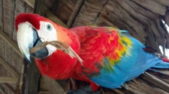 5 Érdekes tények az ara papagájáról