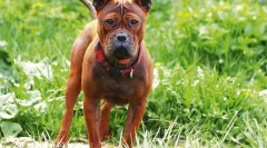 5 Kínából származó szokatlan kutyafajták, amelyek aktívan népszerűbbek