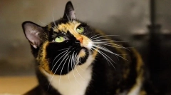 5 Az állatok sokkoló kísérletei