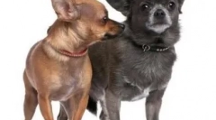 6 Érdekes tények a chihuahua-ról