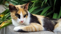 6 Érdekes tények a tricolor macskákról