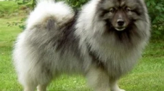 6 Érdekes és szórakoztató tények spitzhah-ról