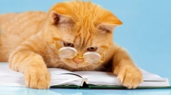 6 Szórakoztató könyvek a macskák kalandjairól: jó hangulat garantált