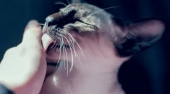 7 Nem nyilvánvaló okok miért tartja fenn a macska tartósan nyalogatja a kezét