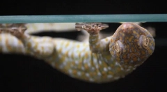 7 Hihetetlen állati képességek