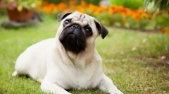 8 Kutyák fajtája, amelyek gyorsan végzetesek