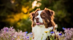 8 Kutyák fajtája, amelyek könnyen hordozhatók