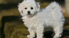 8 Kutyák fajtája, amelyek még egy kis lakásban is kellemetlenséget szállítanak