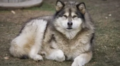 8 Kutya, akik hasonlítanak husky-re