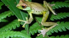 9 Új típusú állat található a nagyobb mekong területen