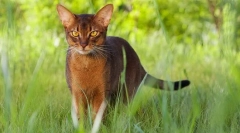 Abyssinian macska (fotó): elme, kegyelem és kíváncsiság