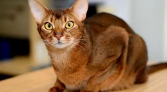 Abyssinian macska