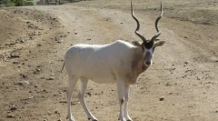 Addax