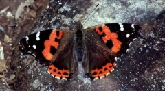 Vörös canary admirális