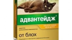 A macskák támogatása - bolhákból és tetvekből csepp