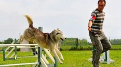 Adjiliti kutyáknak: egy játék, amelyre a díj