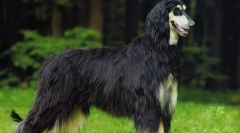 Afgán borzaya (fotó): valódi hosszú hajú arisztokrata