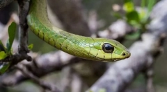 Afrikai boomslang