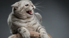 Macska agresszió: a megjelenés okai, a tünetek és a probléma megoldása