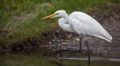 Austo alakú. Madarak leválása