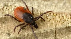 Akaricid készítmények és eljárások a kullancsok feldolgozására