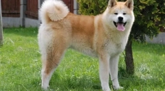 Akita