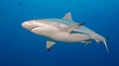 Cápa szürke reefova