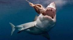 Shark rossz hírnévvel