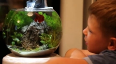 Aquarium a gyerek számára