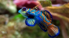 Akváriumi hal (fotó és cím): válasszon ki egy kisállatot