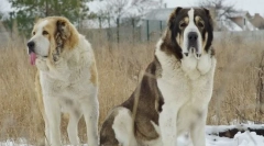 Alabai (közép-ázsiai pásztor)