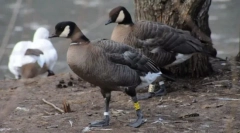 Aleutian kanadai kazarka