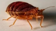 A bedbugs-ből történő feldolgozás utáni akció algoritmusa