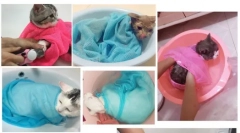 Aliexpress.com - érdekes termékek kiválasztása kutyák és macskák számára