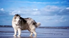 Alaszkai malamut (fotó): lenyűgöző kutya az aktív családok számára