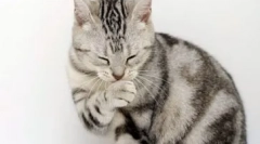 Allergiák a macskáknak: hogyan jelenik meg és kezelik