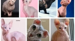 Allergia a kopasz macskákra: miért jelenik meg és hogyan kell kezelni