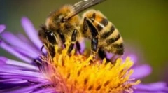 Bee harapás allergia