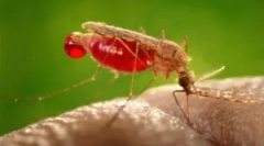 Allergia a szúnyogcsípéseknek