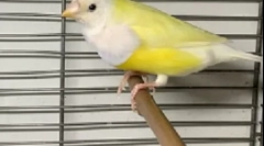 Amadins gondozás és karbantartás otthon