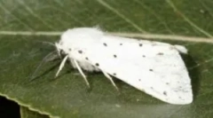 Amerikai fehér pillangó