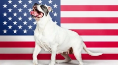 Amerikai kutyák fajtái