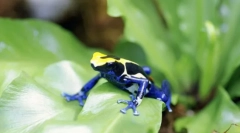 Kétéltűek. Épület és jellemzők